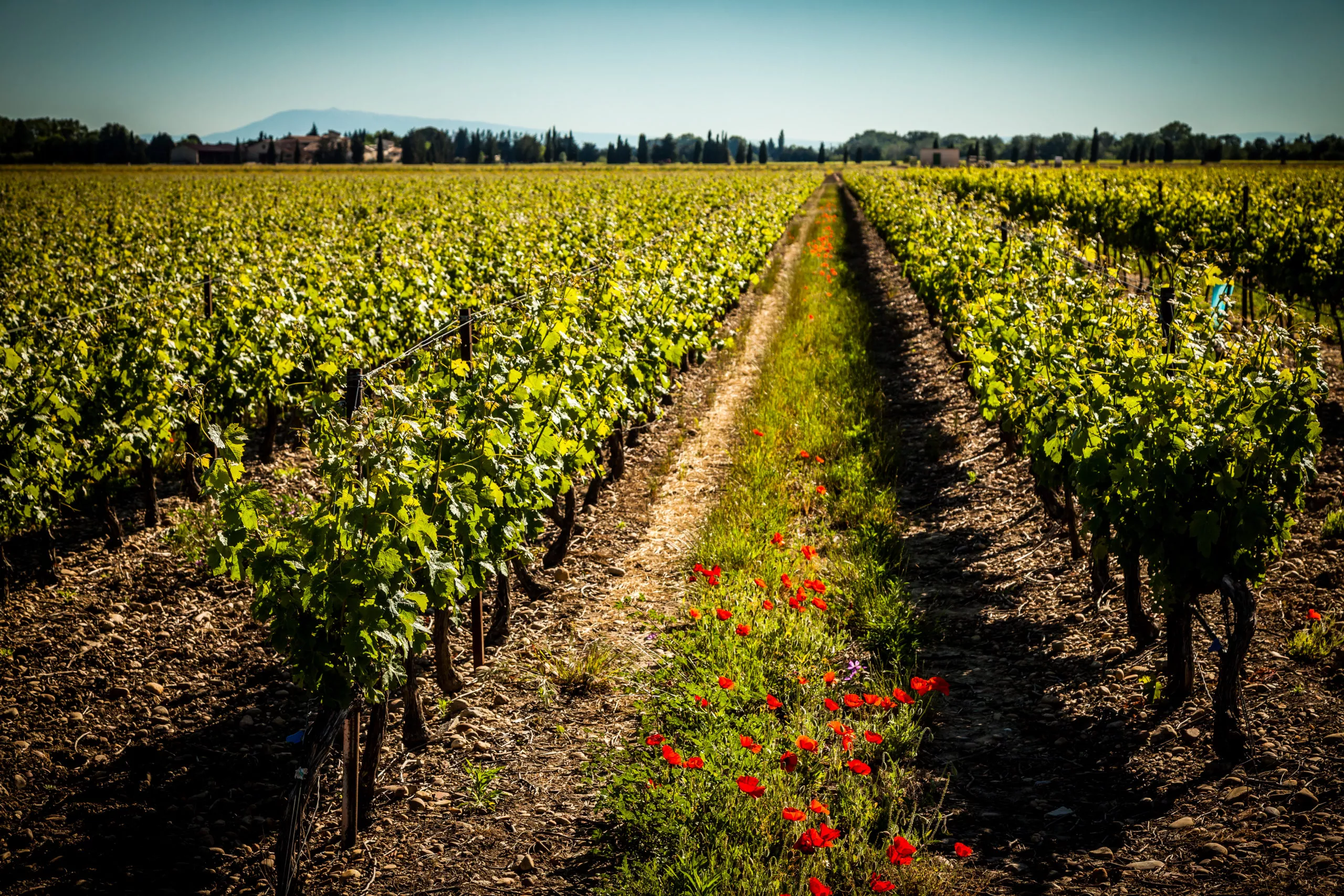 Terroir, nacházející se mezi Languedocem a Provence, je osázen ušlechtilými odrůdami hroznů,