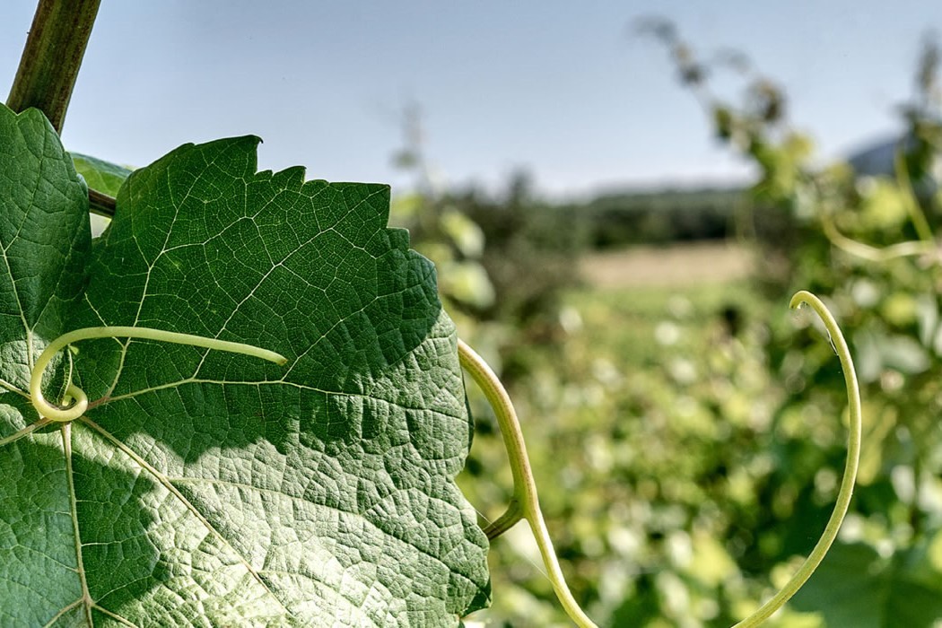 Pala Cannonau di Sardegna Riserva 	 Pala Cannonau di Sardegna Riserva