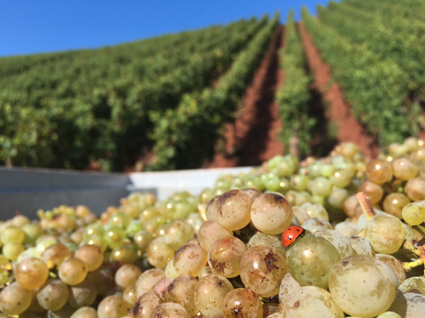 Gunderloch Riesling Trocken vom Roter Schiefer 2024