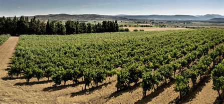 Pala Cannonau di Sardegna Riserva 2021   	